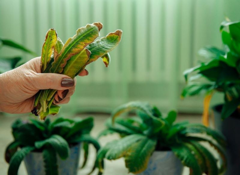 Skrętnik nie może stać w pełnym słońcu, bo jego liście zżółkną i opadną.