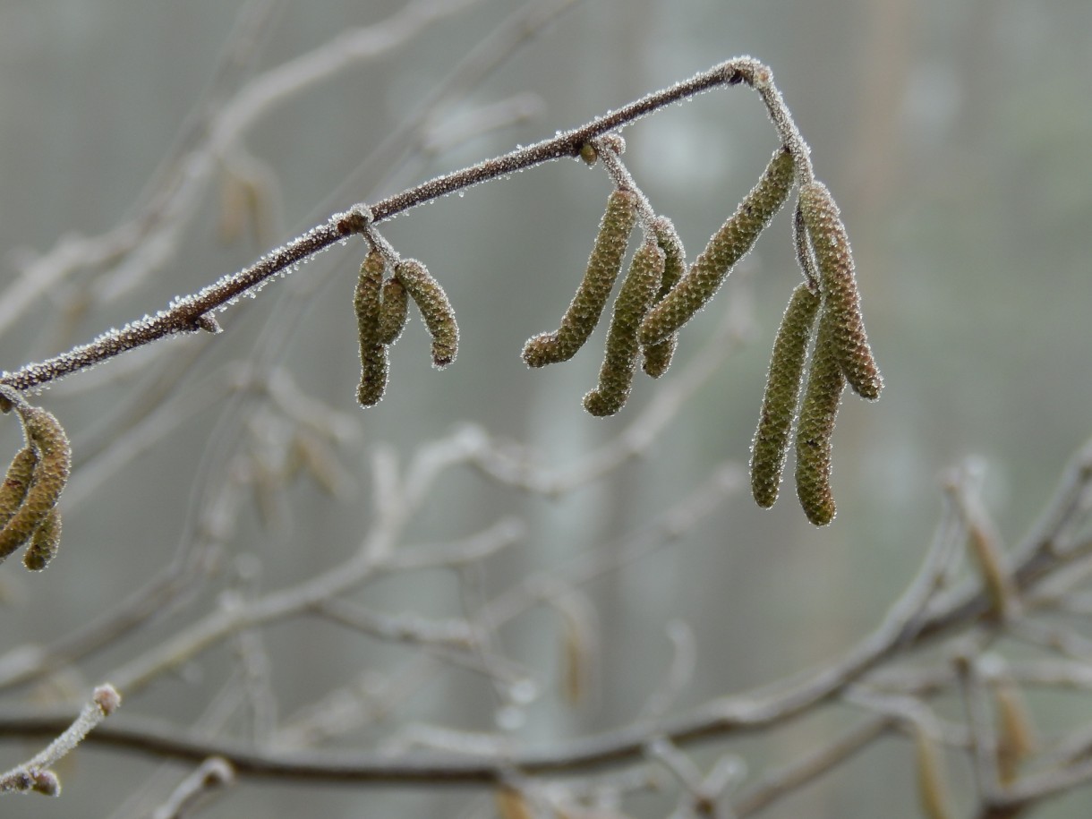 Leśne klimaty, WINTER ART ...