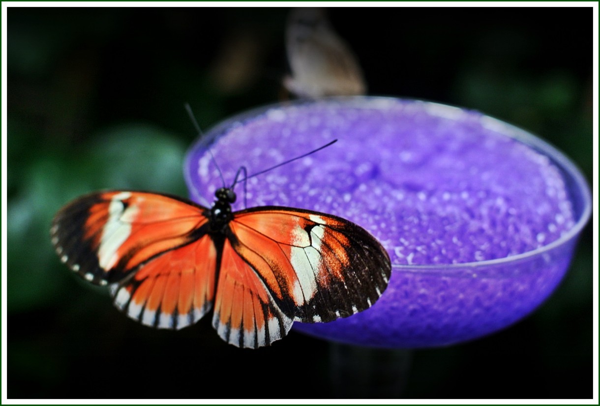 Oranżeria, Łapanie motyli..
