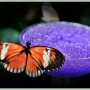 Oranżeria, Łapanie motyli..
