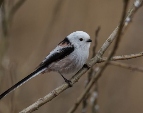 Jest wyjątkowej urody ptakiem, ale niezły z niego gagatek. Zostaw mu w karmniku, na pewno przyleci