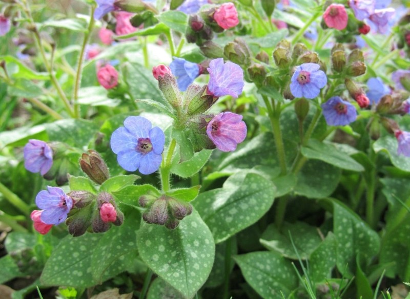 jak wybrać byliny do ogrodu