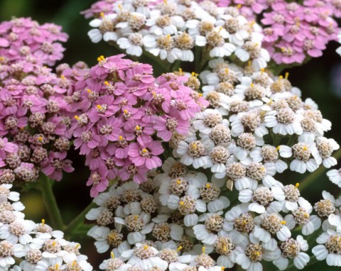 Efektowna i niewymagająca roślina, którą warto posadzić już w zimie. Wiosną to najlepszy pokarm dla pszczół i motyli