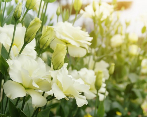 Eustoma (eustoma)