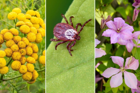 rośliny na kleszcze