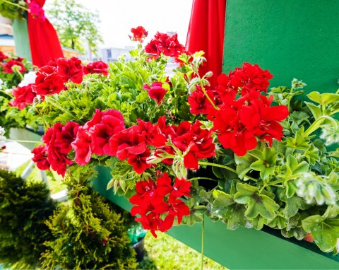 Naturalne nawozy do pelargonii. Sposób na długie i obfite kwitnienie