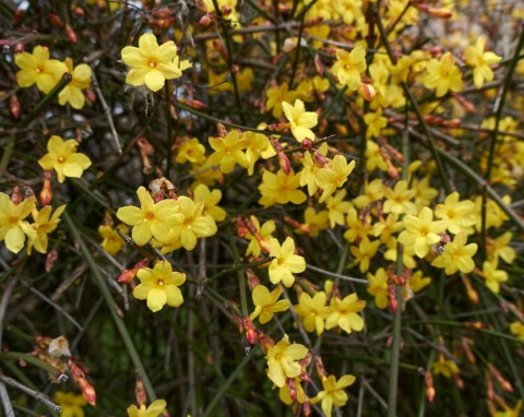 Aż do kwietnia zachwyca słonecznymi kwiatami. Przy dużych mrozach będzie jednak potrzebował pomocy