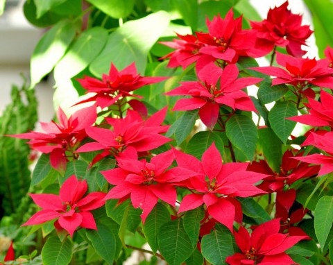 Gwiazda betlejemska będzie zachwycać przez wiele miesięcy. Tak trzeba ją pielęgnować