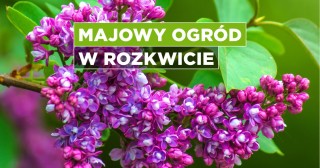 Majowy ogród w rozkwicie
