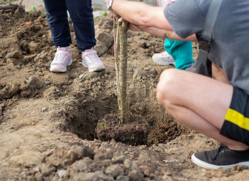 W maju możemy sadzić wiele gatunków drzew owocowych.