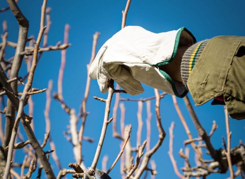 młode wilki na drzewach