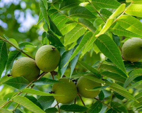 Orzech czarny (Juglans nigra)