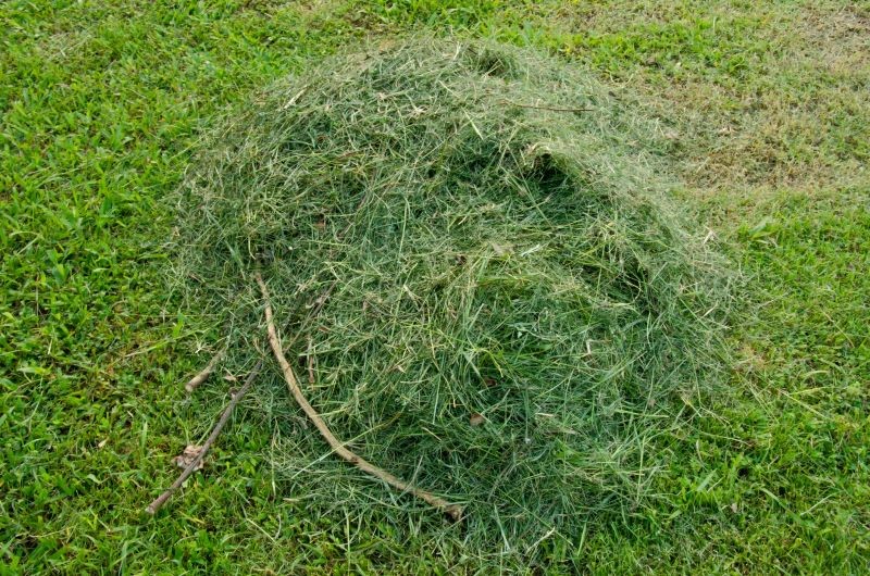 Skoszoną trawę można wykorzystać w ogrodzie na kilka sposobów.