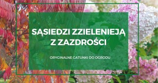 Sąsiedzi zzielenieją z zazdrości