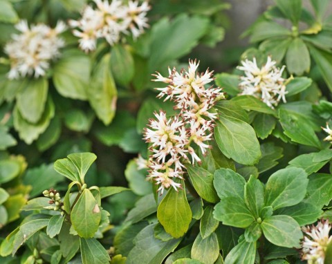 Rośliny płożące szybko rosnące. 11 najlepszych gatunków do ogrodu