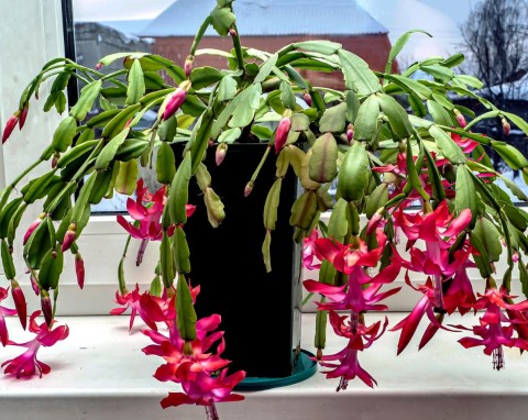 Podlewanie grudnika. Ile wody tak naprawdę potrzebuje kaktus bożonarodzeniowy?