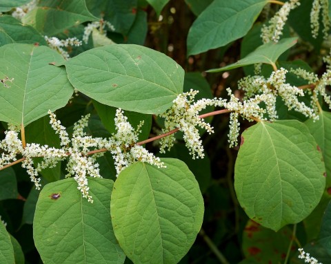 Niektóre potrafią przebić beton albo zniszczyć elewację. Lepiej nie sadź ich w ogrodzie