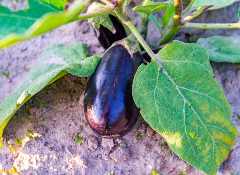odkwaszanie ziemi mąką dolomitową