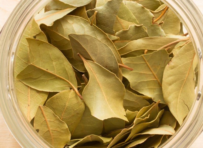 Liście laurowe są cenione w ziołolecznictwie.