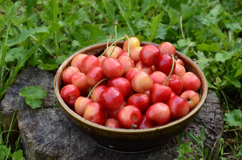 Nasionnica trześniówka powoduje robaczywienie czereśni.