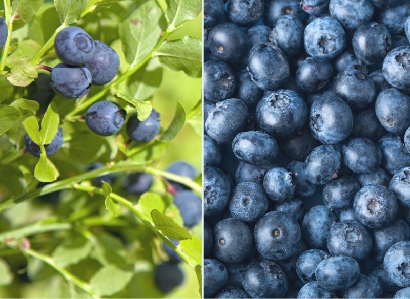 borówka amerykańska