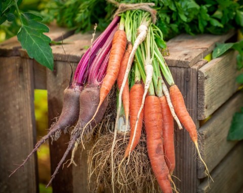 Jesienny zbiór warzyw. Kiedy zbierać i jak przechowywać warzywa na zimę?