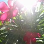 Balkon, Lato na balkonie.............moje datury........... - .................oleander................