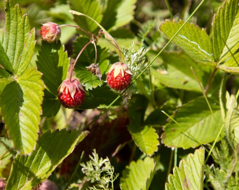 Poziomka pospolita (Fragaria vesca)