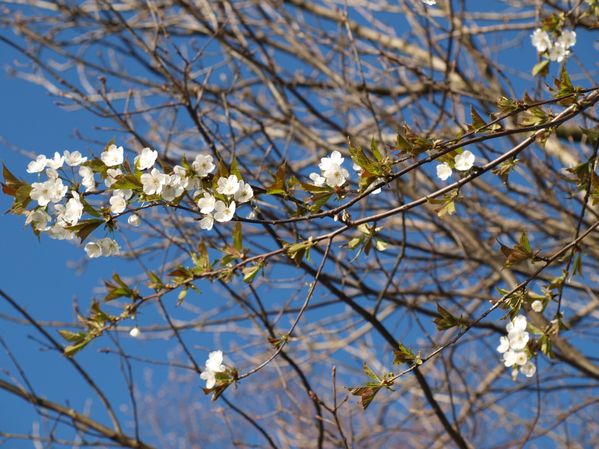 Pozostałe, wiosna