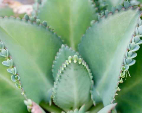 Jedna odmian jest lepsza od aloesu. Jak pielęgnować żyworódkę i korzystać z jej właściwości leczniczych?