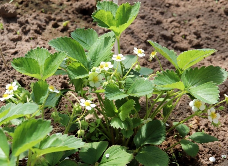 pielęgnacja truskawek w trakcie kwitnienia