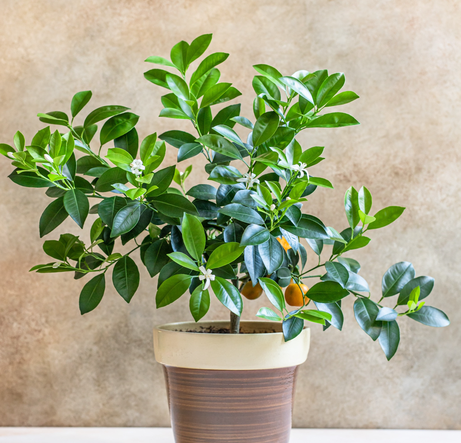 miniaturowa pomarańcza