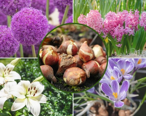 Posadź je teraz, a wiosną ogród zakwitnie. Oto TOP 10 najpiękniejszych kwiatów cebulowych