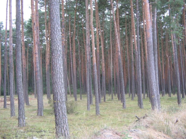 Pozostałe, Jesień