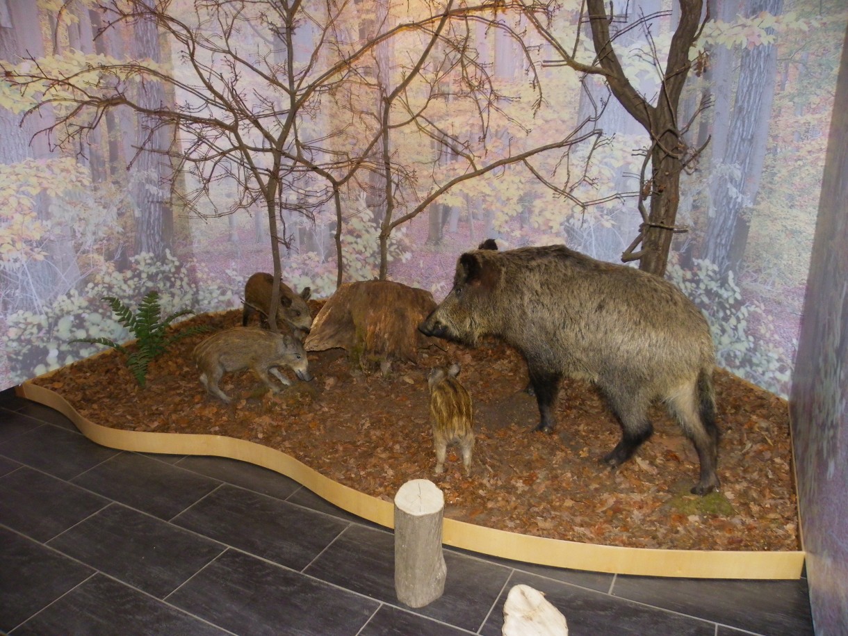 Pozostałe, Arboretum w Gołuchowie - Park i zabudowania cz 1 - Gołuchów  Muzeum Leśnictwa