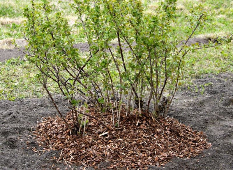 Mulczować warto również krzewy owocowe, np. agrest.