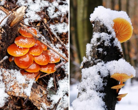 Grzybobranie w styczniu? Gdzie szukać grzybów zimą i jakie gatunki jadalne można znaleźć w lesie?