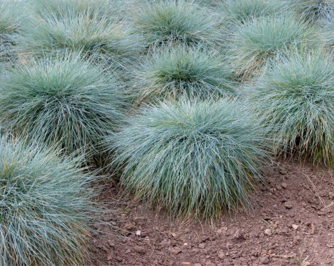 Kostrzewa kropkowana (Festuca punctoria)