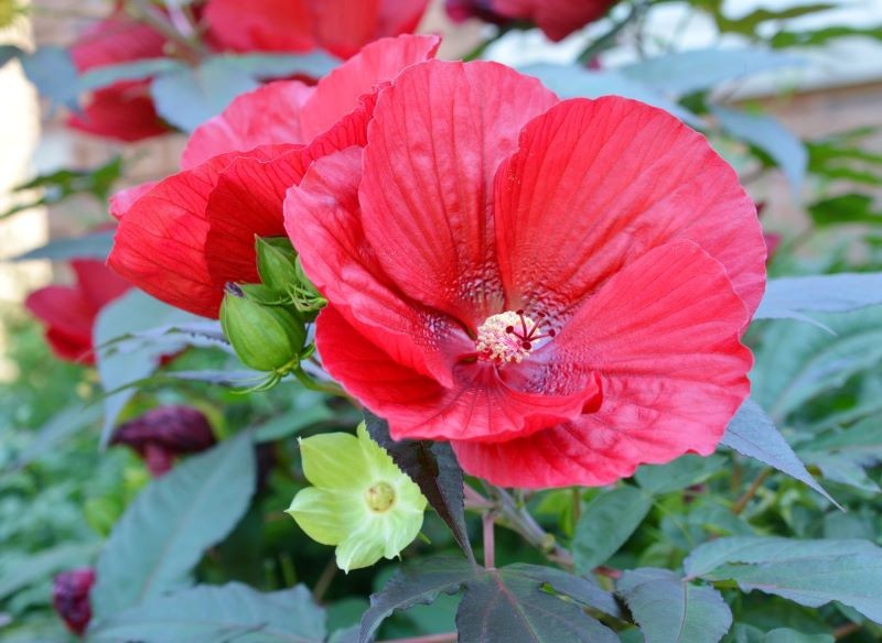 Uprawiając ketmię bagienną, utrzymujmy stałą wilgotność podłoża.