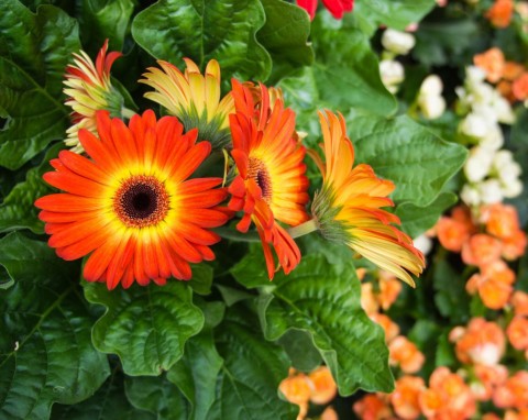 Afrykańska piękność kwitnie 7 miesięcy w roku. Nie jest tak kapryśna jak storczyk