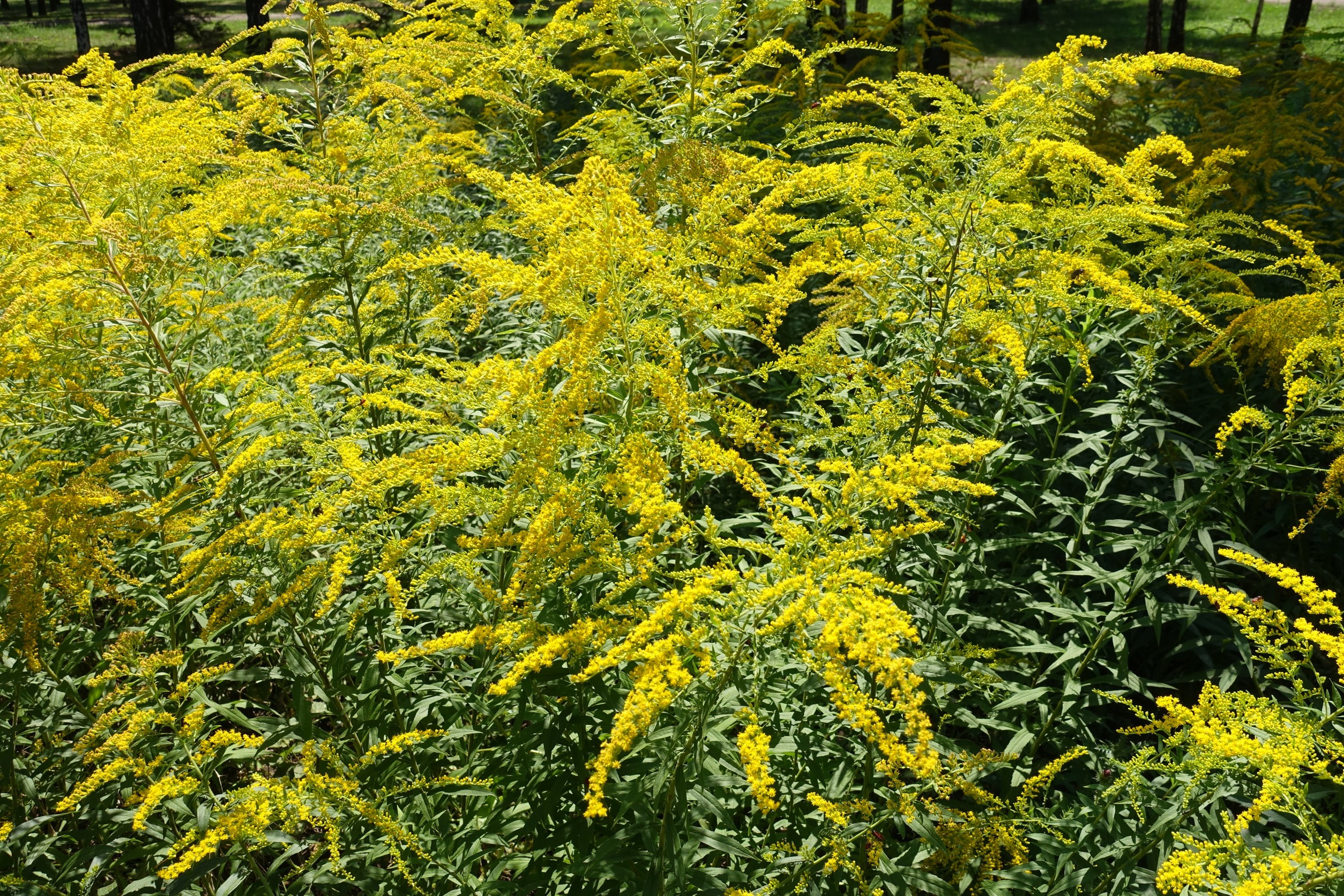Solidago canadensis