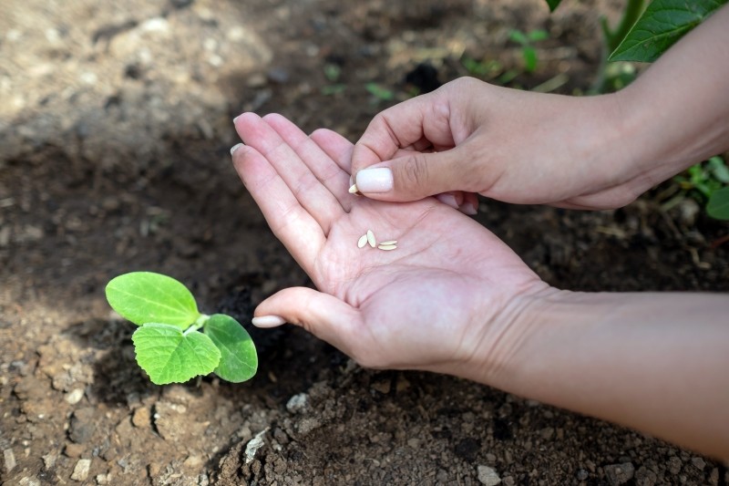 błędy podczas siewu ogórków na rozsadę