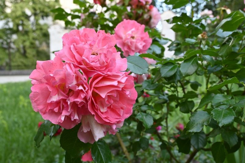 Latem nie zaniedbujmy podlewania róż.