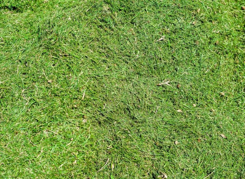 Mulczowanie to dobry sposób na chwasty na trawniku.