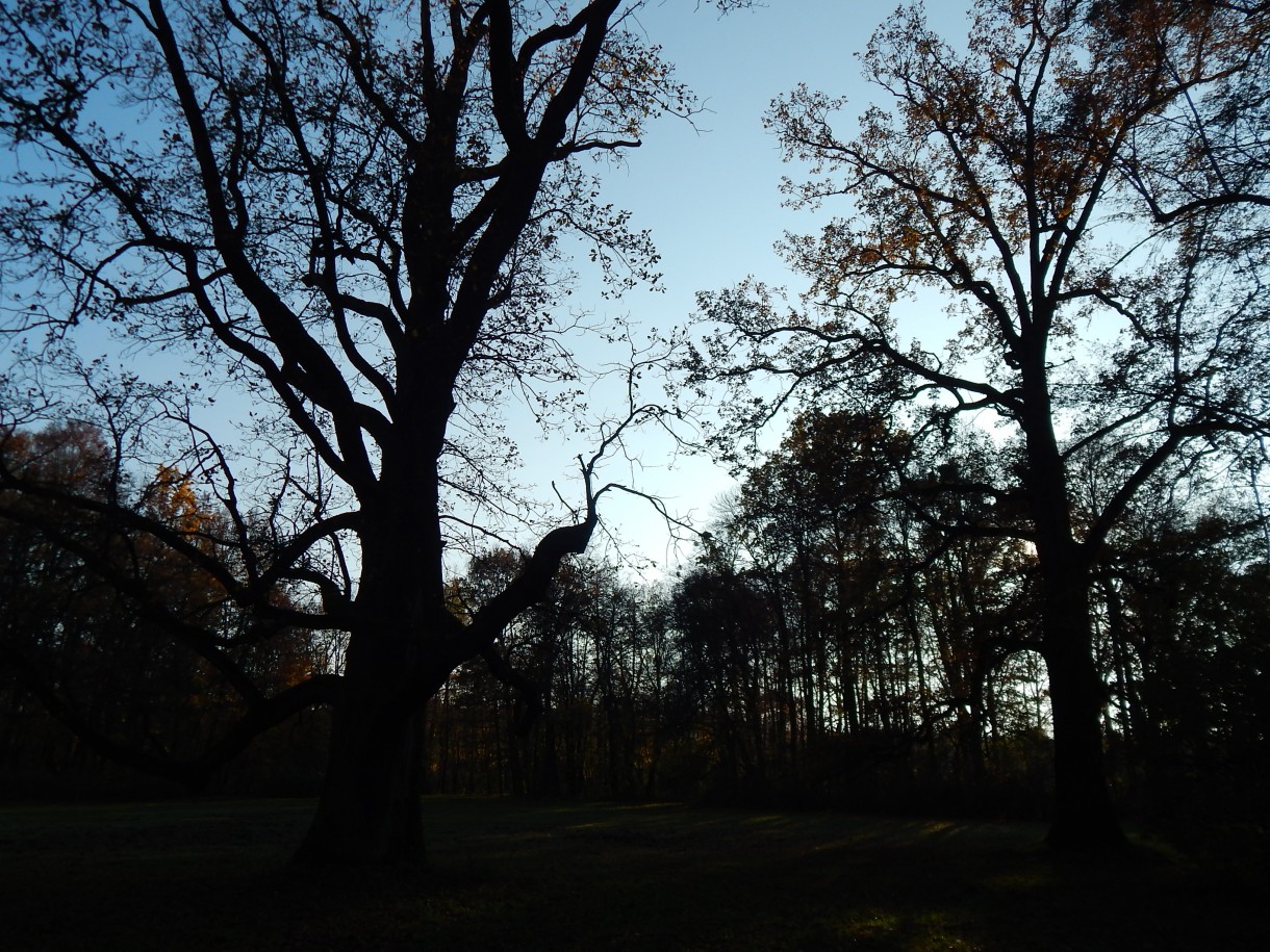 Leśne klimaty, W JESIENNYM NASTROJU...