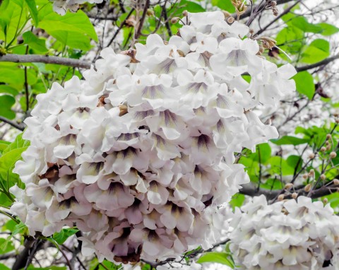 Kwitnie jak marzenie, ale w wielu krajach jest zakazana. Dlaczego trzeba uważać na paulownię omszoną?