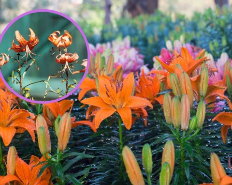 Choroby i szkodniki lilii ogrodowych. Jak dbać o lilie ogrodowe?