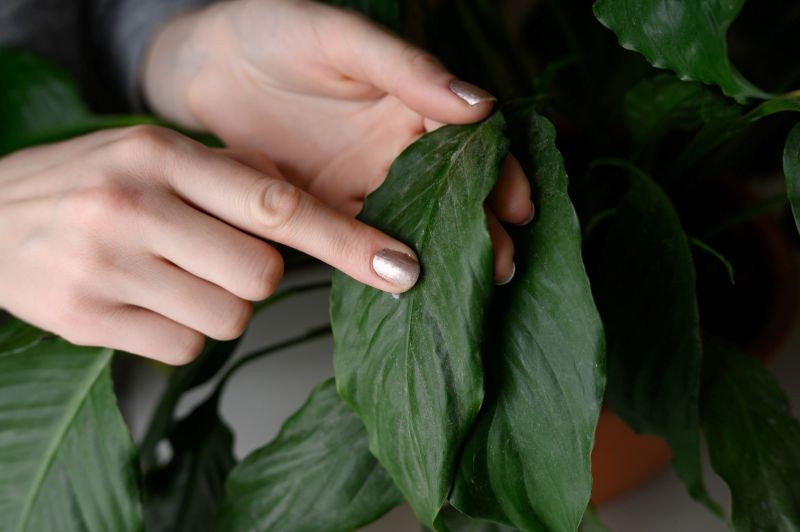 Dlaczego liście skrzydłokwiatu ciemnieją?