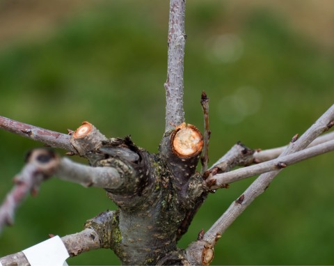 Po co ciąć czereśnie zimą? Przestrzegaj 3 zasad, a drzewko zakwitnie i równie obficie zaowocuje