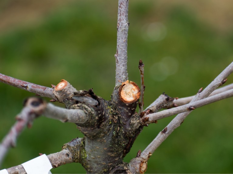 Po co ciąć czereśnie zimą? Przestrzegaj 3 zasad, a drzewko zakwitnie i równie obficie zaowocuje